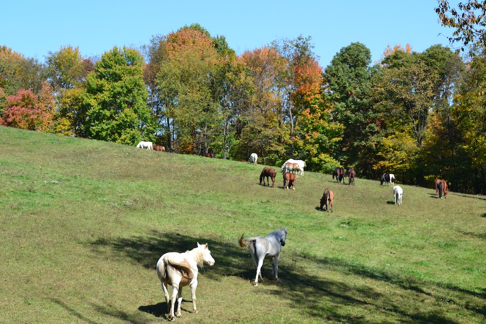 horseback riding